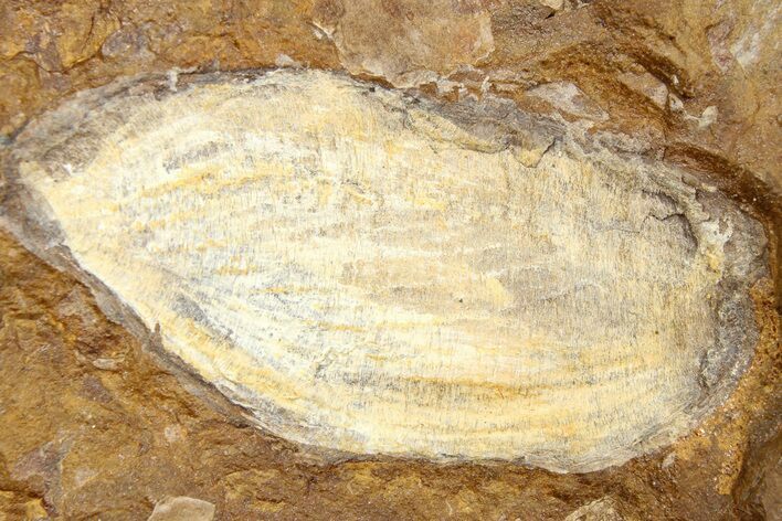 Paleocene Fossil Seed Pod - North Dakota #262292